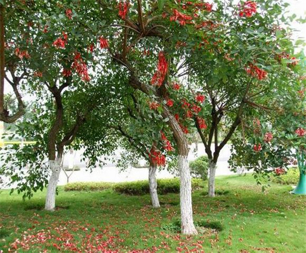 红果冬青树